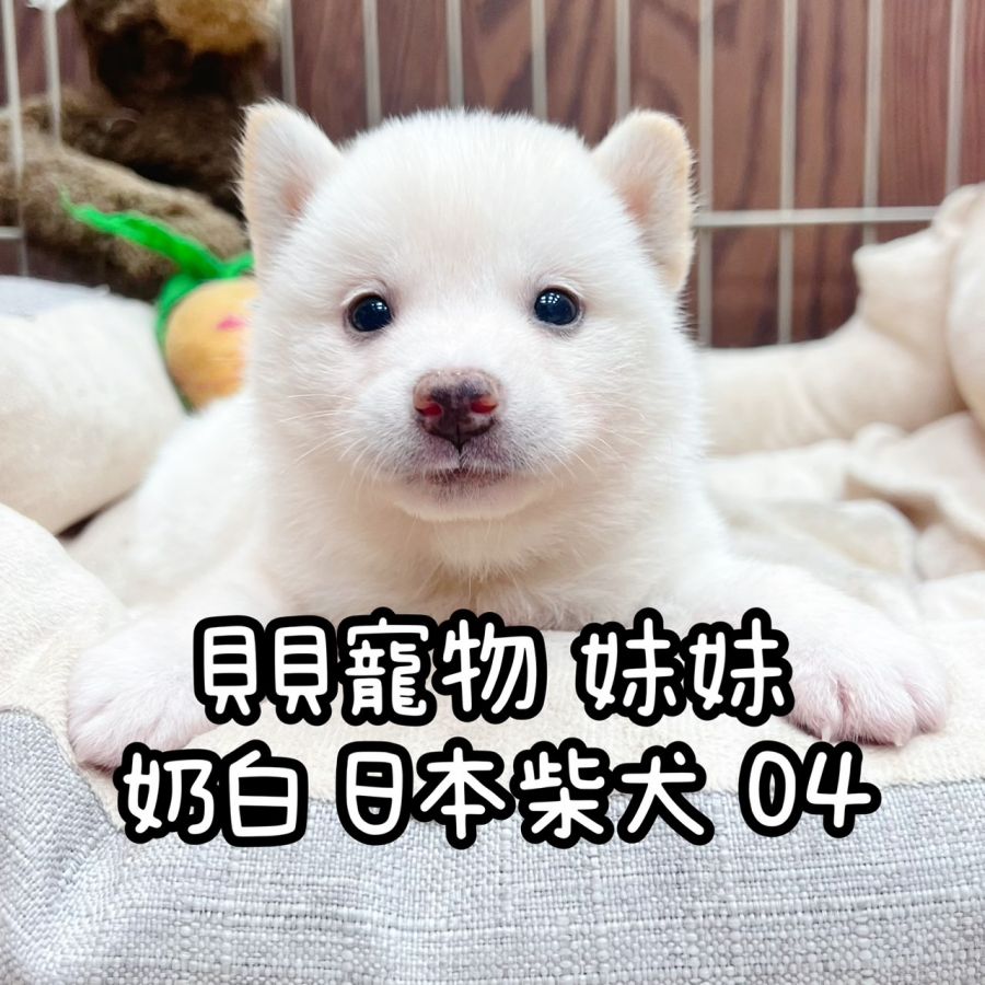 奶白 日本柴犬 04號